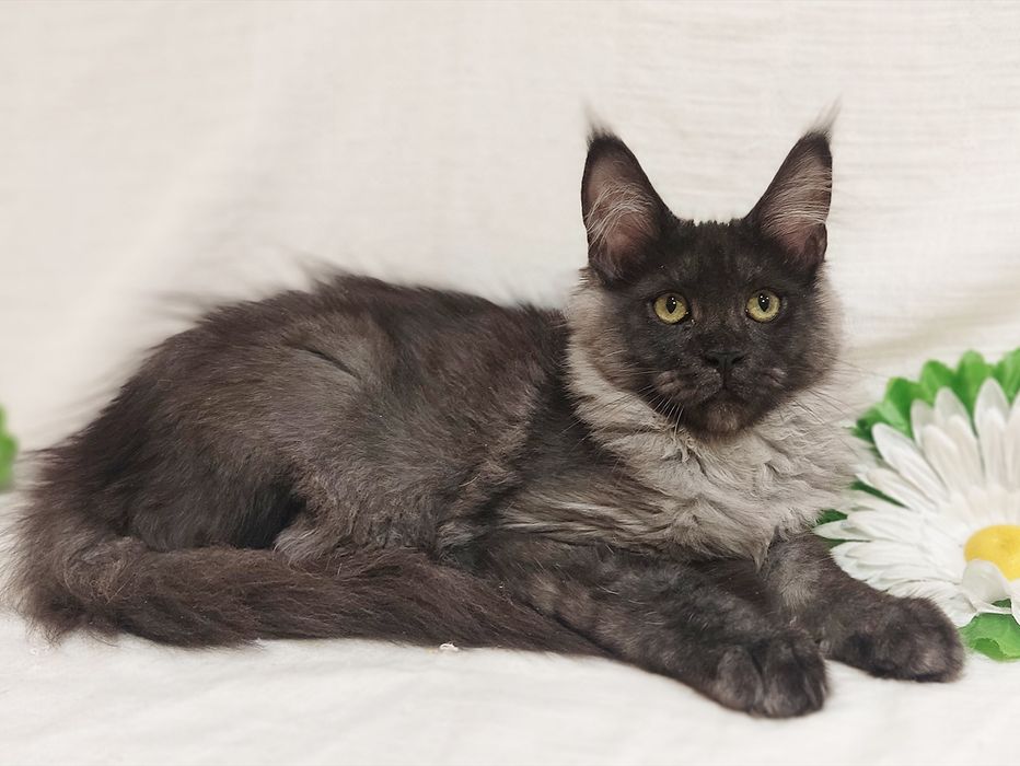 Котенок Мейн кун