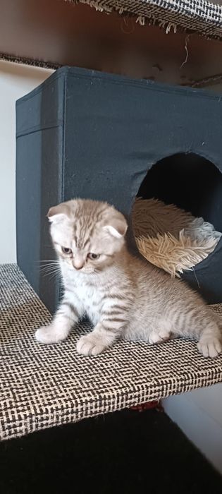 Scottish Fold macho