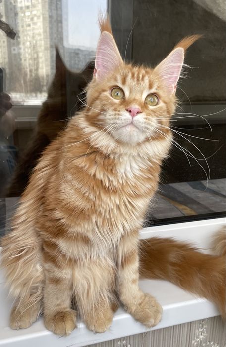 мейнкуны с документами.