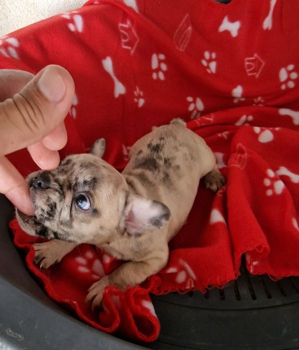 Menino bulldog merle