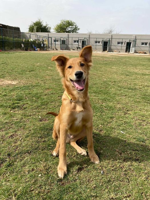 Choco wesoły szczeniak z pustyni