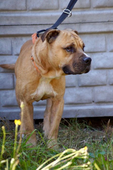 Łagodny i grzeczny amstaff Carlos szuka domu