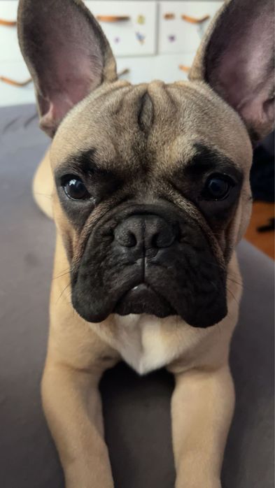 Bulldog francuski