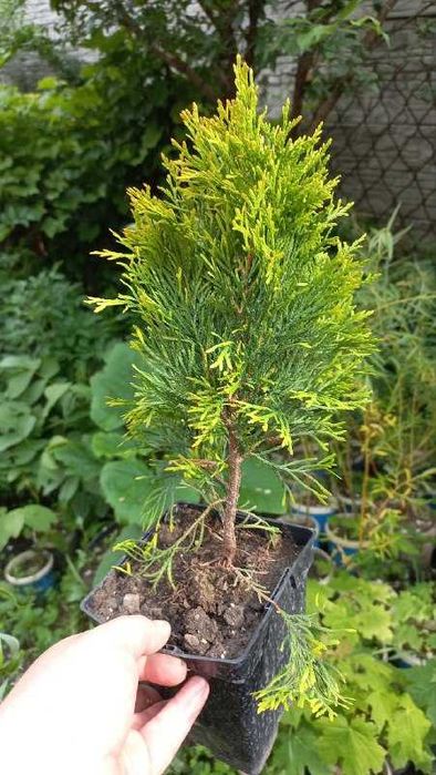 Продам хризантемы, розы, гибискус, ивы, туи, юкки, инжир, авокадо и др