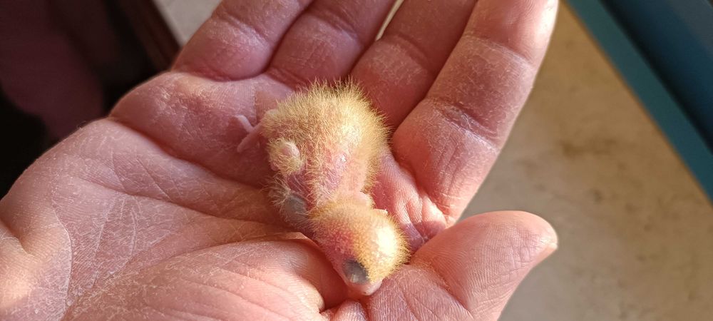 Aves para acabar de criar a mão, adultos ou domesticados.