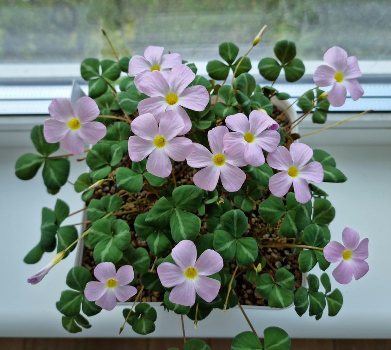 Oxalis Namibia луковки кислицы
