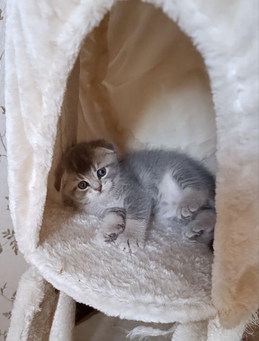Ексклюзивне шотландське висловухе кошеня — Блакитне Золото!
