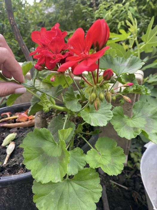 Герань, калачики (укорінюю під замовлення)