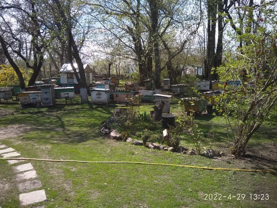 Продам бджолосім'ї та пакети