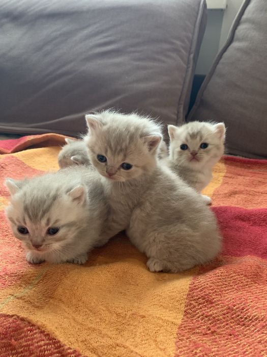 Шотландські прямовухі кошенята