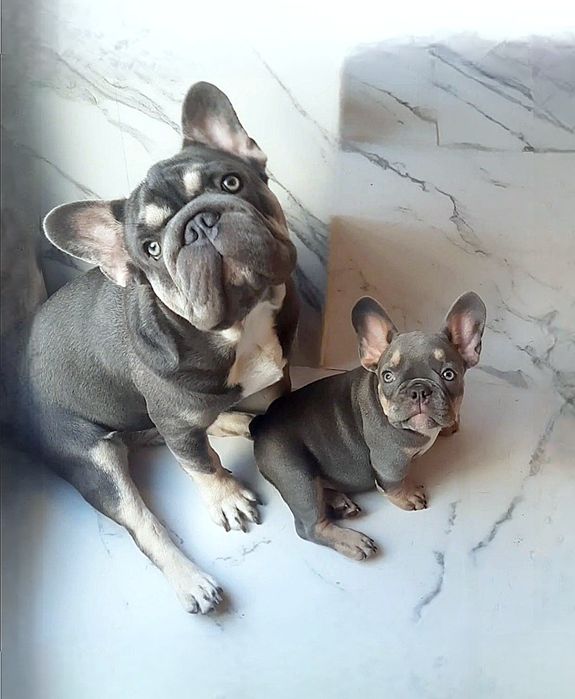 . VIP _Lilac tan frenchbulldog