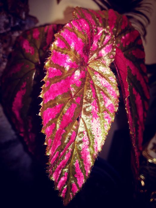 Begonia Brevirimosa RZADKOŚĆ roślina kolekcjonerska nie Monstera