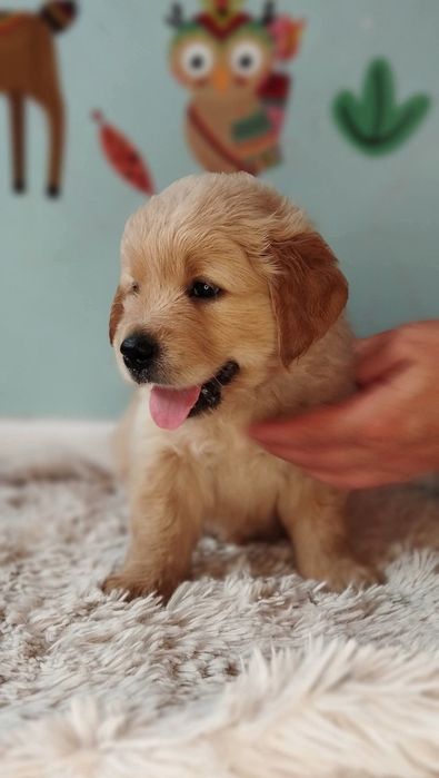 Zapowiedź miotu Golden Retriever Maj 2026