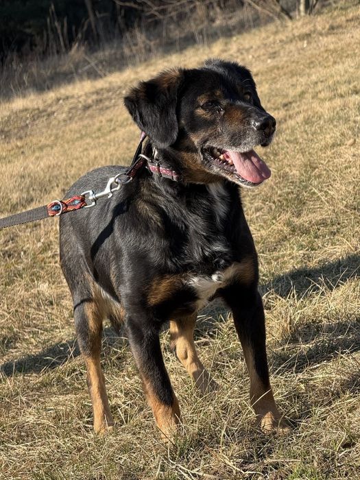 Pieski do adopcji