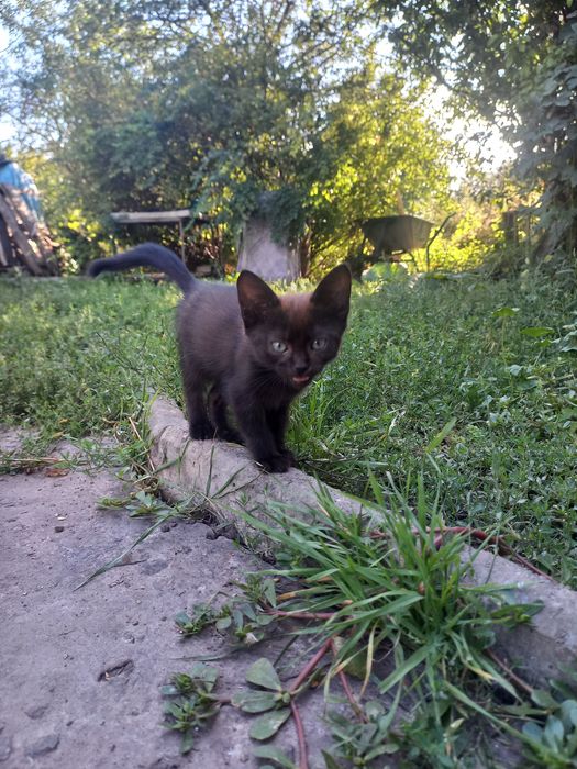 Котята в добрые  руки