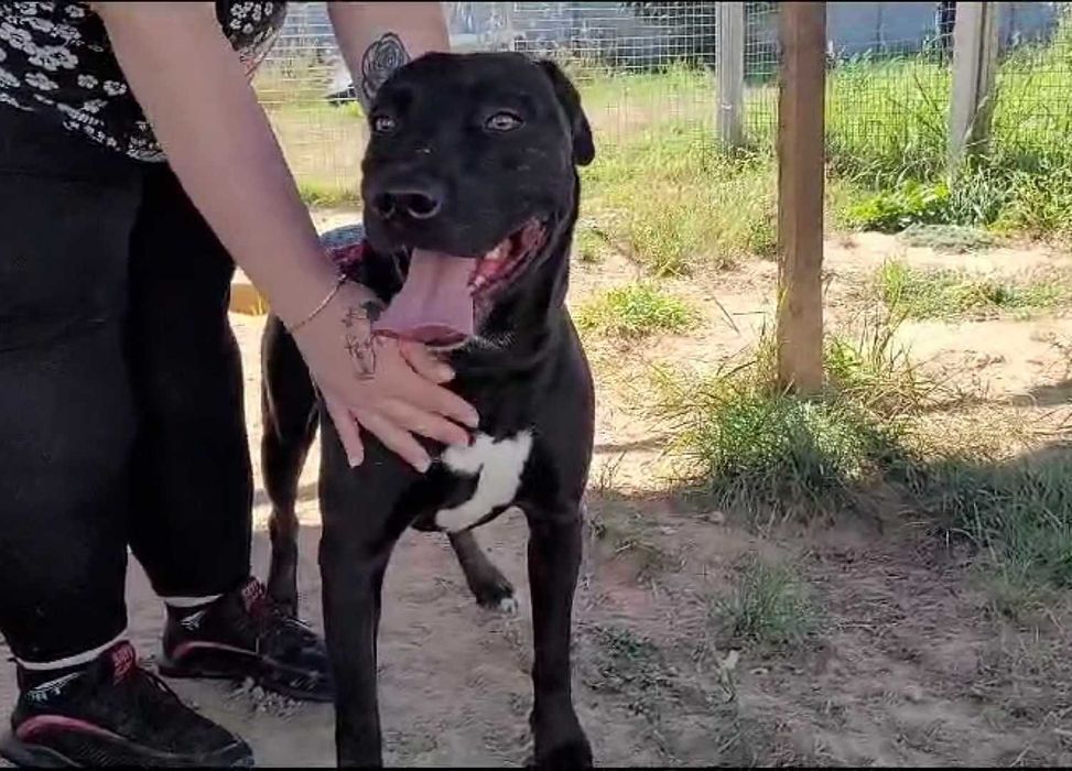 2-Letni łagodny BULI ! Przywiązany do drzewa w lesie !