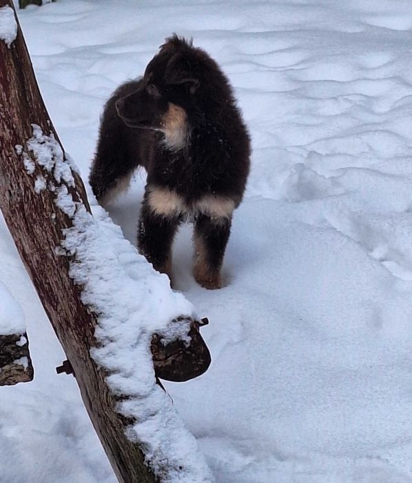 Piesek do adopcji - suczka