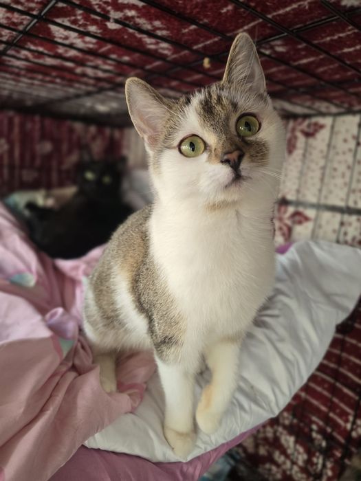 Piękne kociaki szukają domów