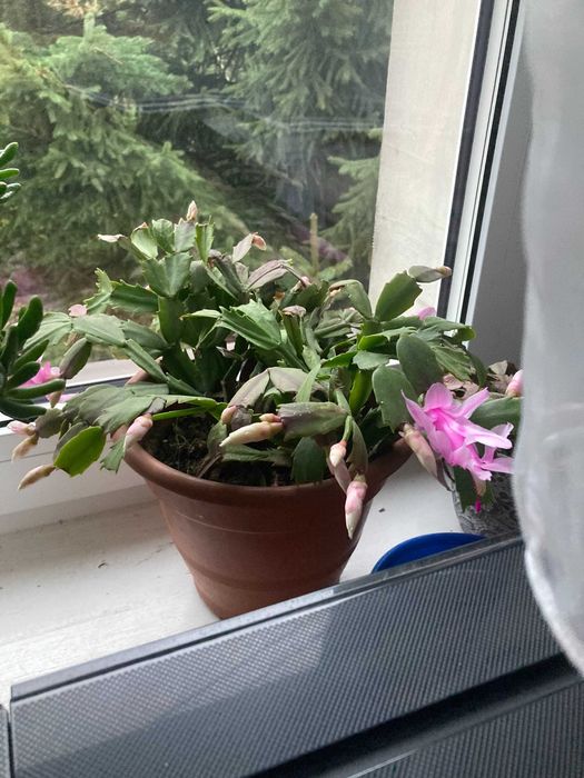 Grudnik  schlumbergera
