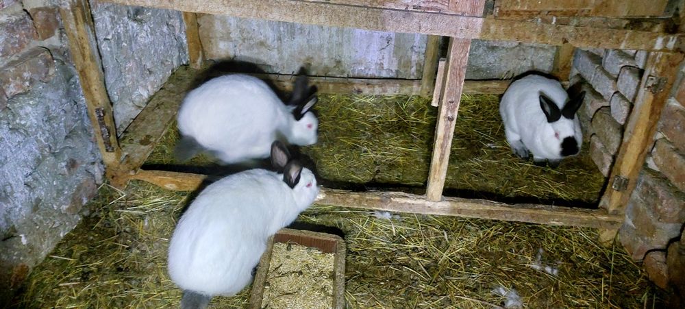 Кролі кролики на плем'я