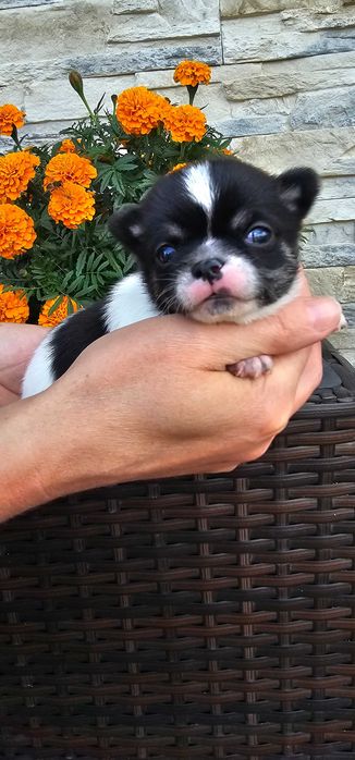 Chihuahua piesek piękny bialo czarny