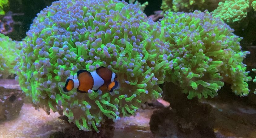 Coral Euphilia paradivisa, zoanthus, Palytoa, ricordea...etc