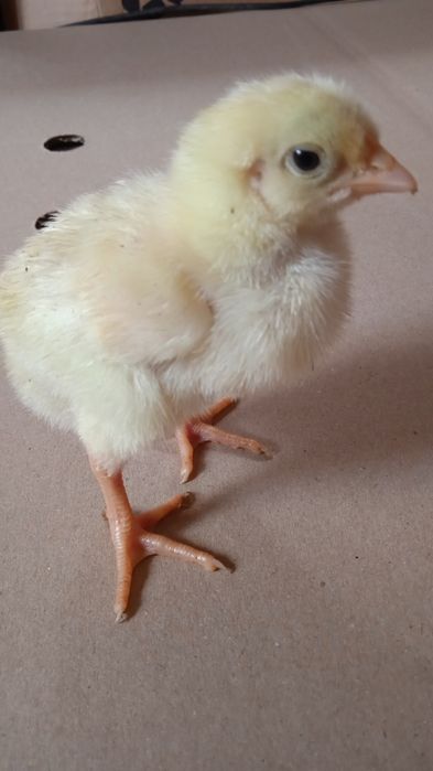 Бройлер курча, кобб500