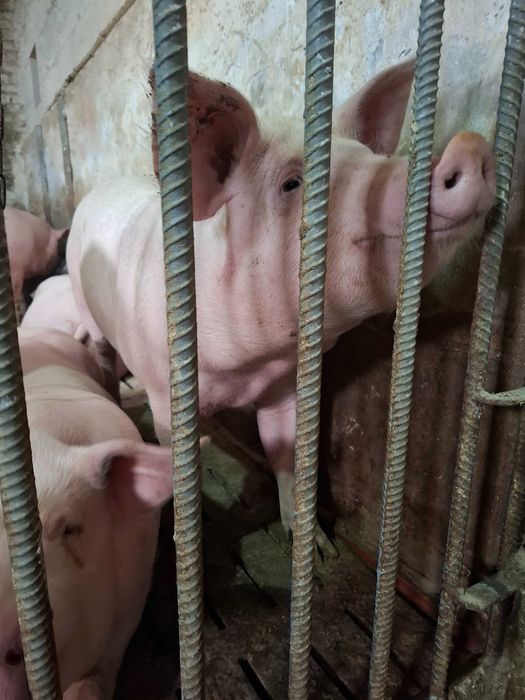 Свинні живою вагою