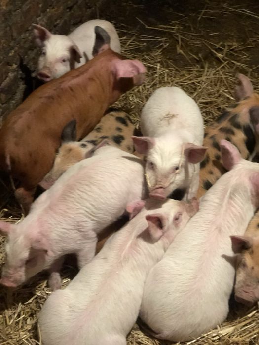 Продам поросята