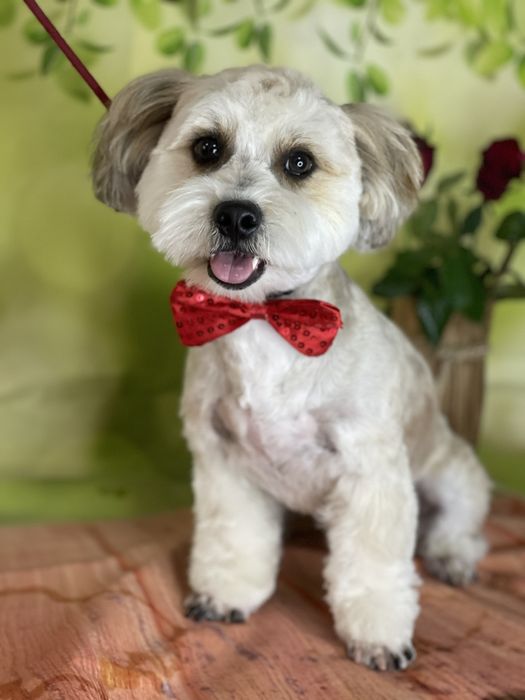 Метис Ши-тцу.Вязка