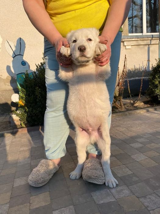 Цуценята, які подарують радість і тепло