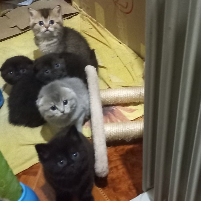 Шотландские котята