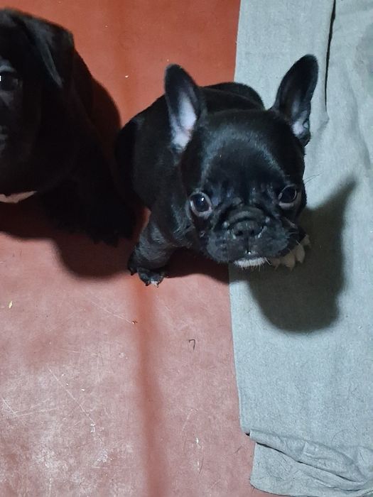 Цуценята французький бульдог.