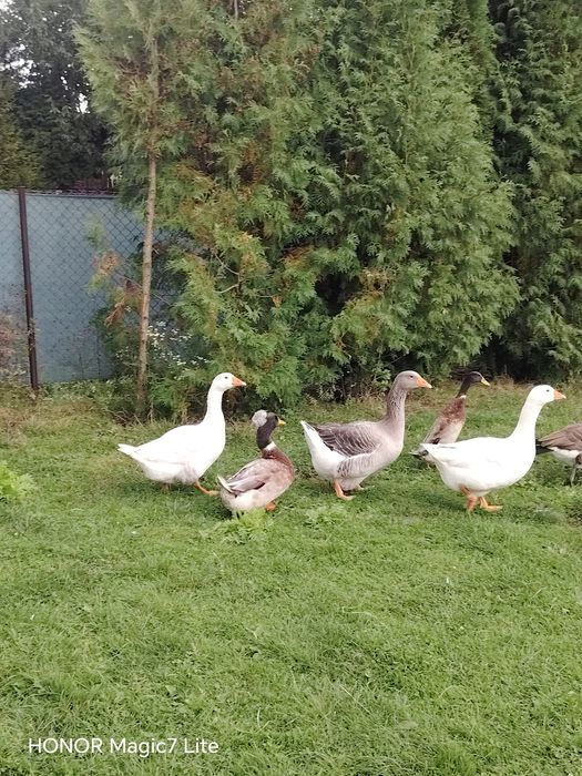 Gęsi młode dorosłe