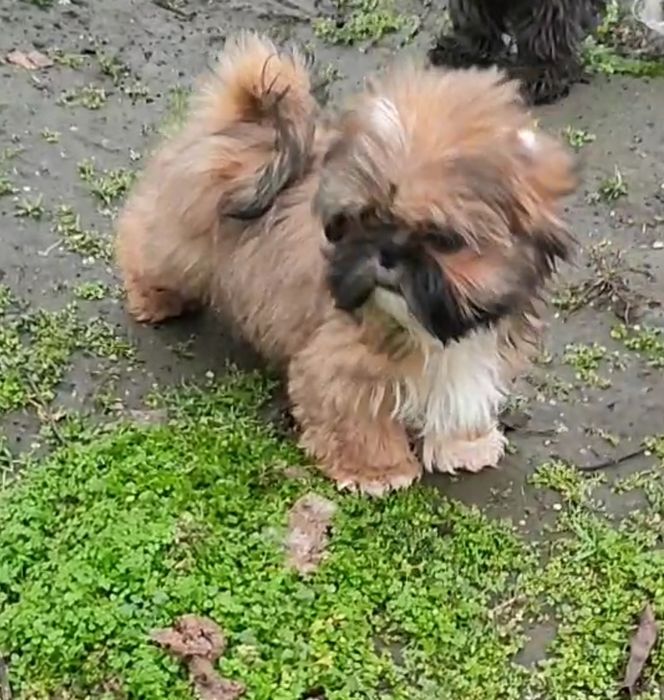 Чарівний міні хлопчик ши-тцу!