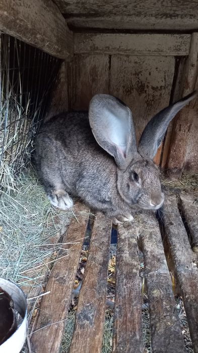 Самець породи бельгійський велитень