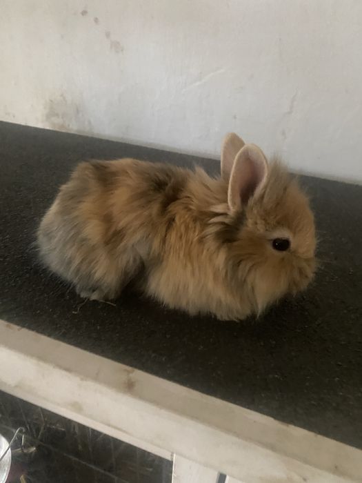 Króliki miniatorowe tedy