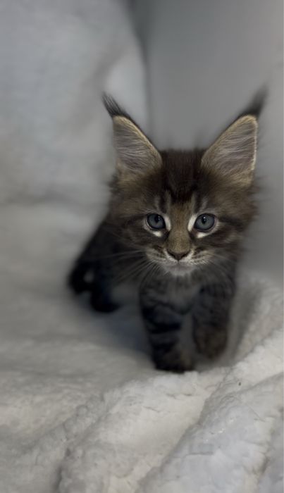 Kotka Maine Coon FPL