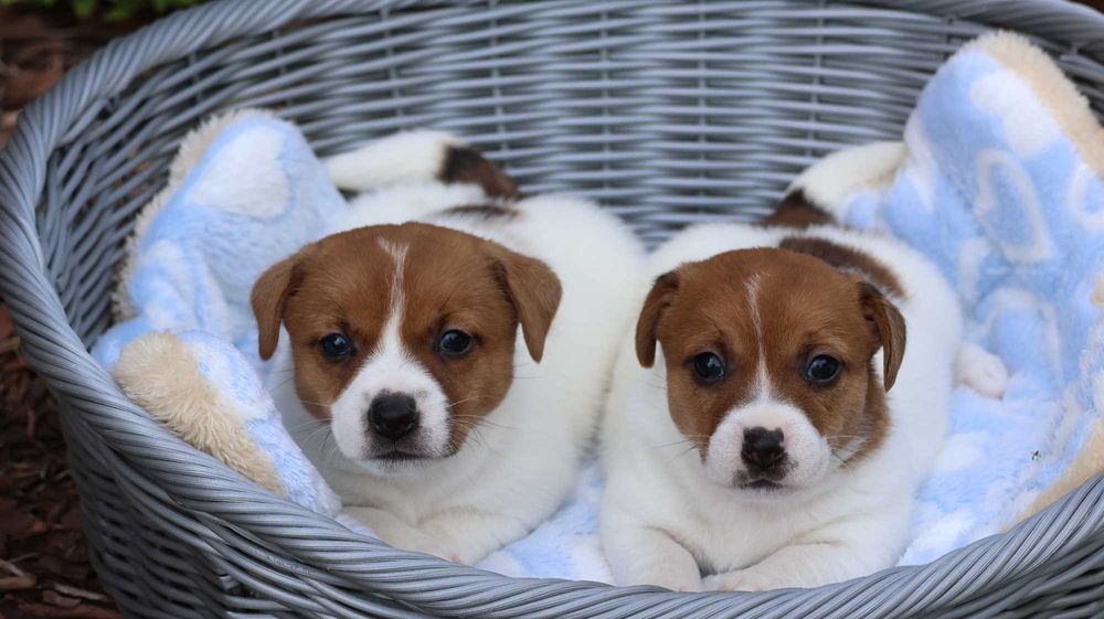 Jack Russell Terrier /ZKwP FCI- wzorcowa hodowla- PIESEK