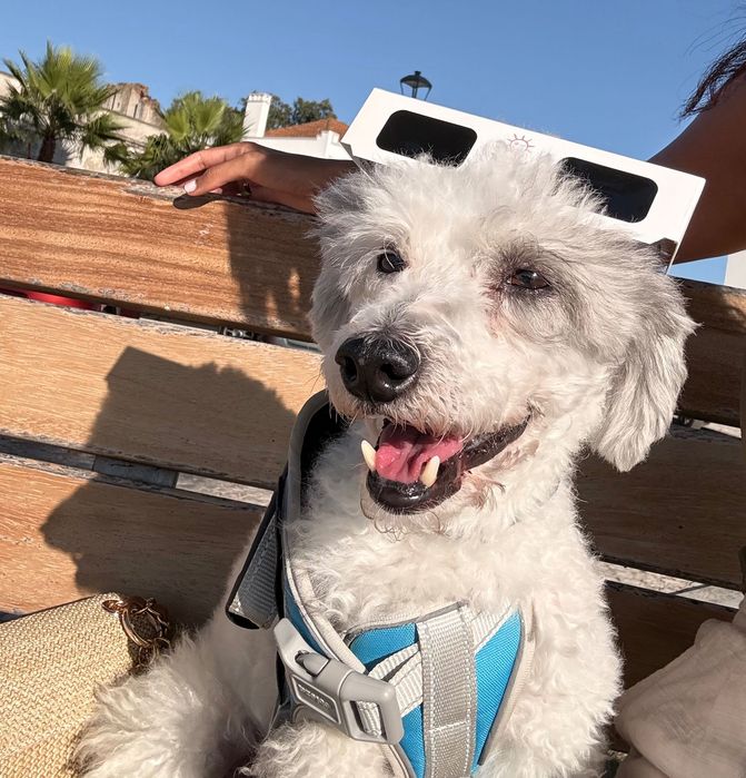 Caniche Médio macho procura fêmea para reprodução