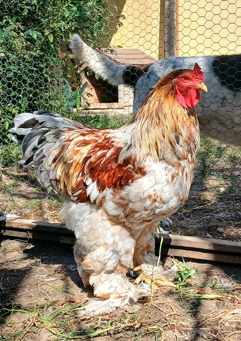 Galos Brahma Perdiz