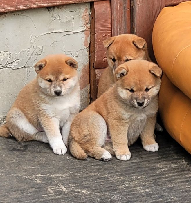 Shiba inu wzorcowe