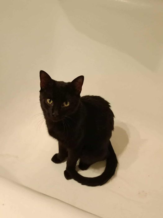 Młody kocurek po przejściach