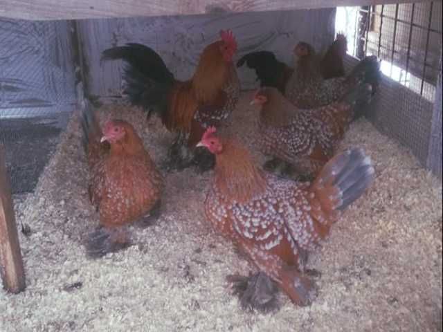 Яйце на інкубацію. Курчат. Мільфлер біле золото, фарфоровий.