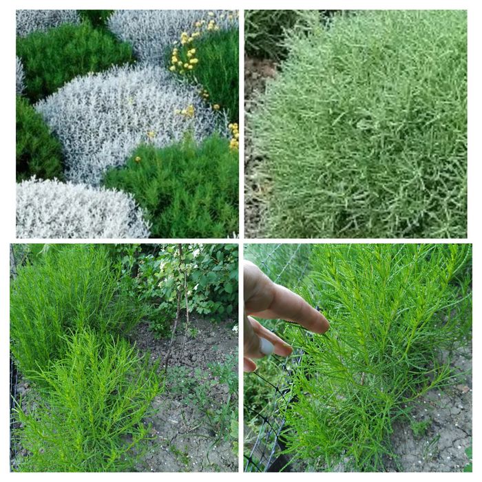 Лилейник, лилия, сантолина, сальвия, кареопсис, мята, кустарник