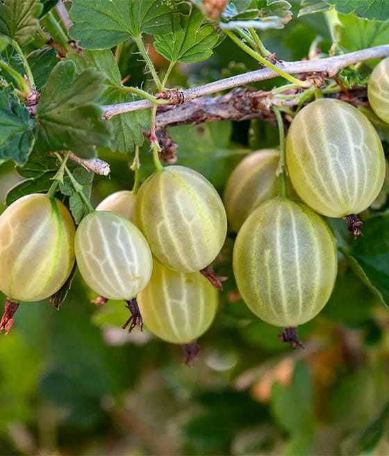 Sadzonki różnych roślin