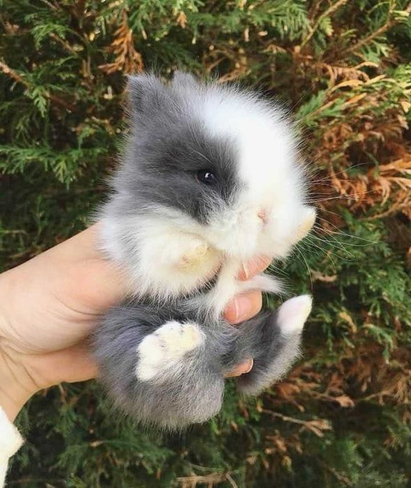 Coelhos anões mini +Gaiola Nova +alimentação adequada