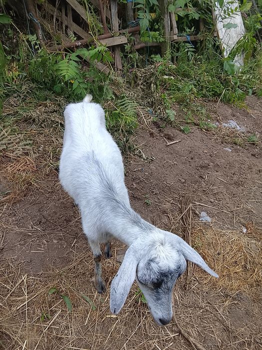 Cabras mansinhas para venda
