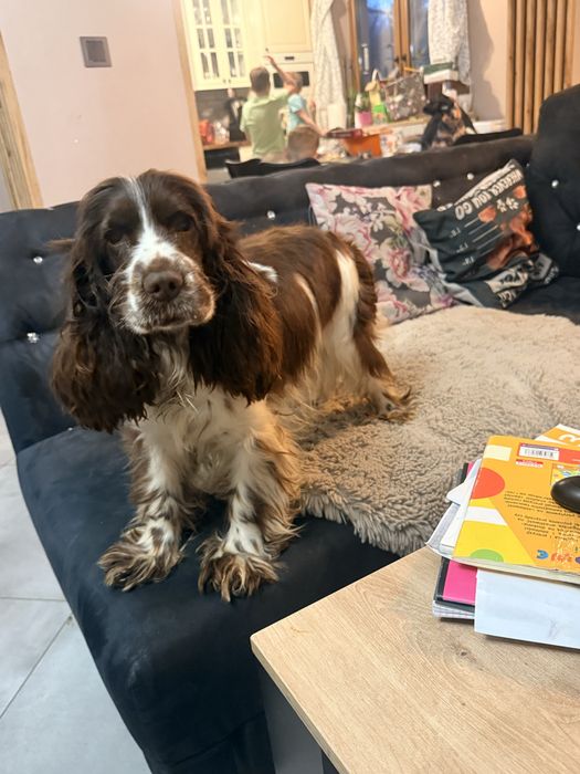 Cokapoo, cocapoo F1 Cookie pudel+cocker spaniel