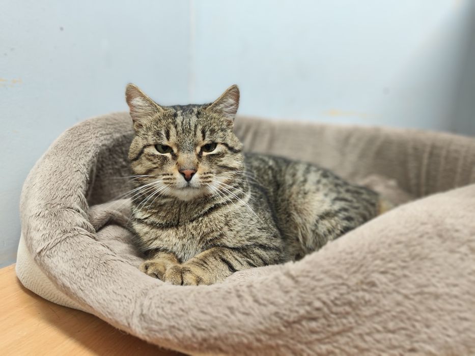 Cudny, delikatny Klopsik czeka w schronisku na dom